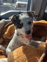 Spur, a male Australian Cattle Dog for sale in San Diego, CA – Photo 2 of 5