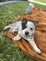 Spur, a male Australian Cattle Dog for sale in San Diego, CA – Photo 5 of 5