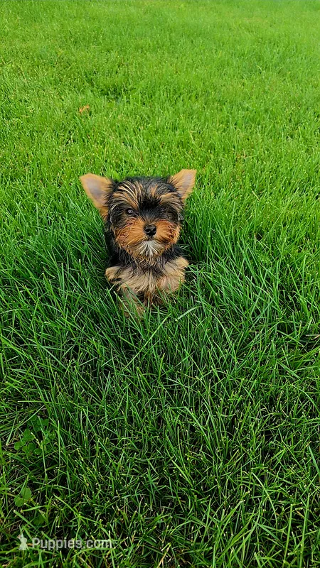Yorkie girl 2 – Yorkshire Terrier puppy for sale in Wooster, OH