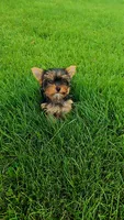 Yorkie girl 2, a female Yorkshire Terrier for sale in Wooster, OH – 1 of 7