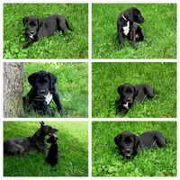 Velvet, a female Great Dane for sale in Wooster, OH – 3 of 4