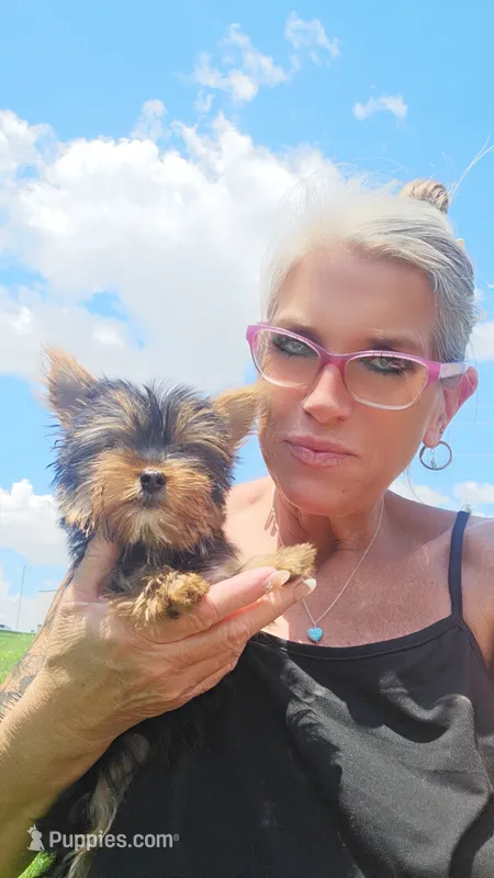 Yorkie girl 1 – Yorkshire Terrier puppy for sale in Wooster, OH