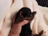 Little man, a male Yorkshire Terrier for sale in Wooster, OH – 3 of 5