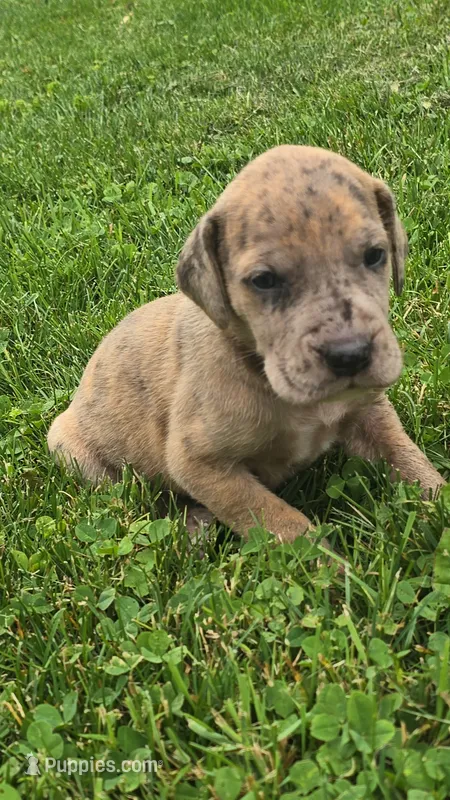 Camora – Great Dane puppy for sale in Wooster, OH