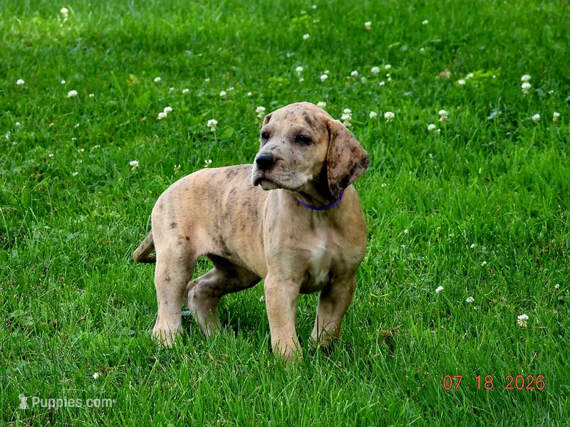 Camora – Great Dane puppy for sale in Wooster, OH