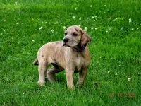 Camora, a female Great Dane for sale in Wooster, OH – 1 of 4