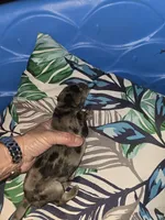 Tank, a male Great Dane for sale in Wooster, OH – 2 of 3