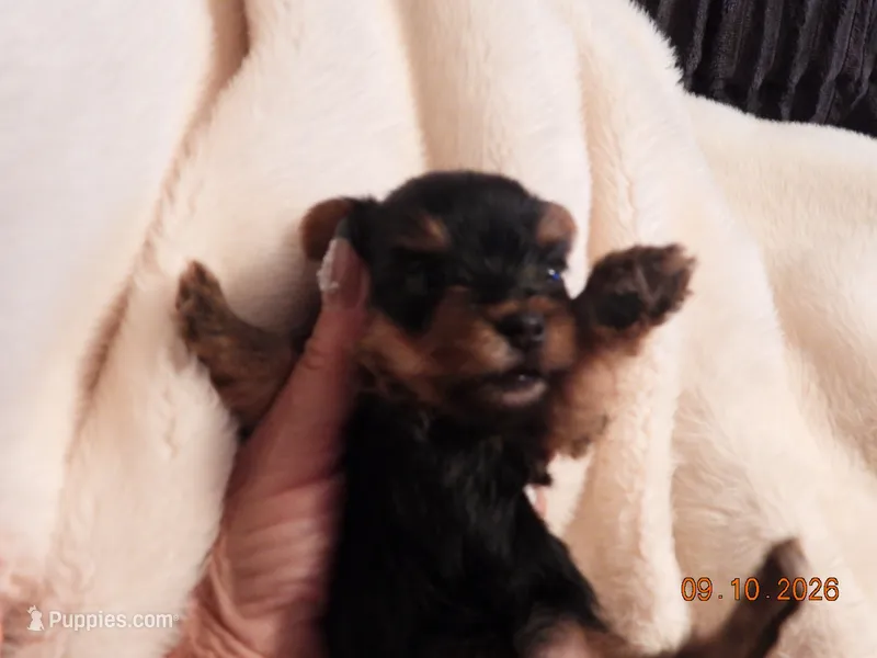 Little man – Yorkshire Terrier puppy for sale in Wooster, OH