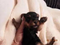 Little man, a male Yorkshire Terrier for sale in Wooster, OH – 1 of 5