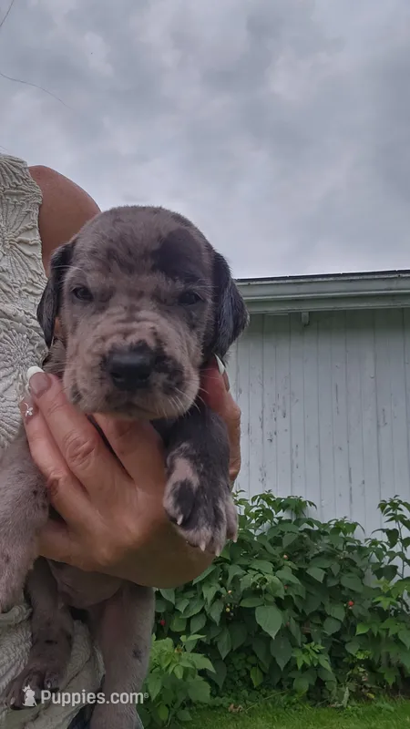 Tank – Great Dane puppy for sale in Wooster, OH