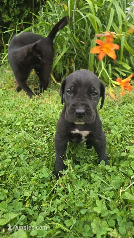 Butch – Great Dane puppy for sale in Wooster, OH