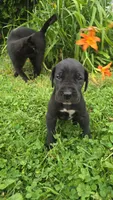 Butch, a male Great Dane for sale in Wooster, OH – 1 of 5