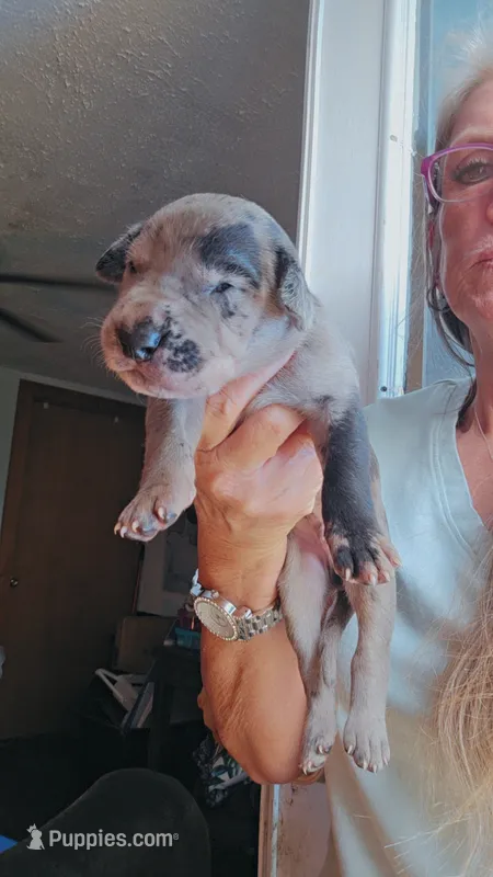 Tank – Great Dane puppy for sale in Wooster, OH