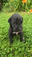 Butch, a male Great Dane for sale in Wooster, OH – 5 of 5