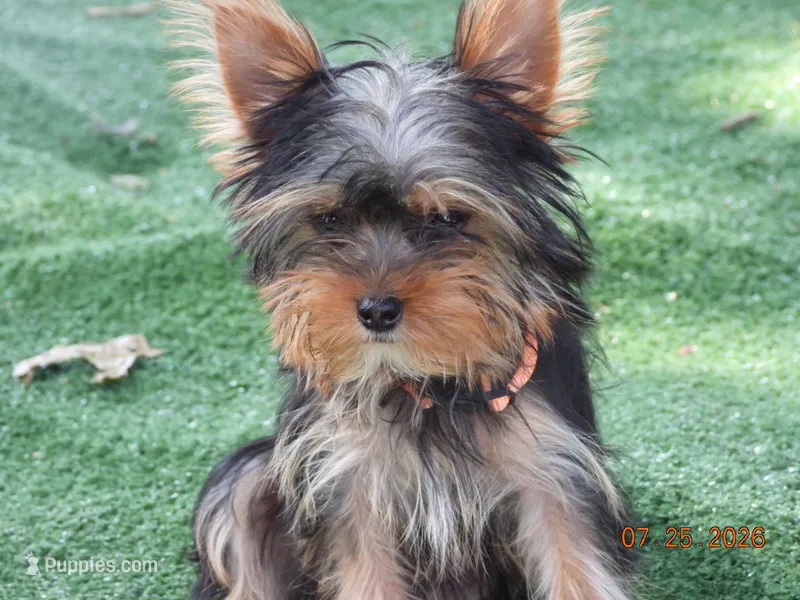 Yorkie girl 2 – Yorkshire Terrier puppy for sale in Wooster, OH