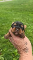Mouse, a male Yorkshire Terrier for sale in Wooster, OH – 2 of 5