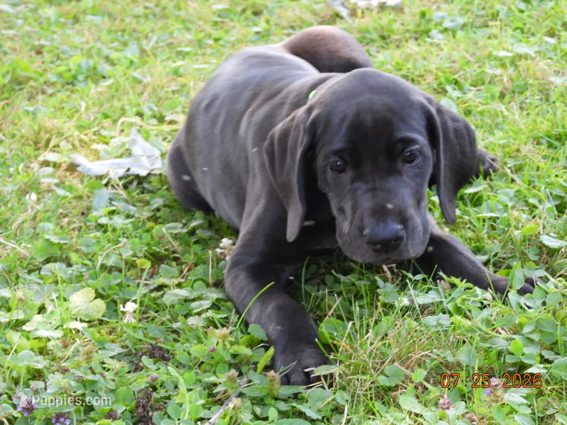 Shakira – Great Dane puppy for sale in Wooster, OH