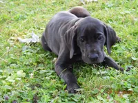 Shakira, a female Great Dane for sale in Wooster, OH – 1 of 4