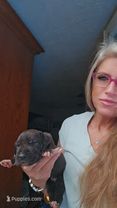 Bonda – Great Dane puppy for sale in Wooster, OH