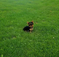 Yorkie girl 2, a female Yorkshire Terrier for sale in Wooster, OH – 2 of 7