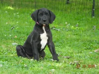 Velvet, a female Great Dane for sale in Wooster, OH – 1 of 4