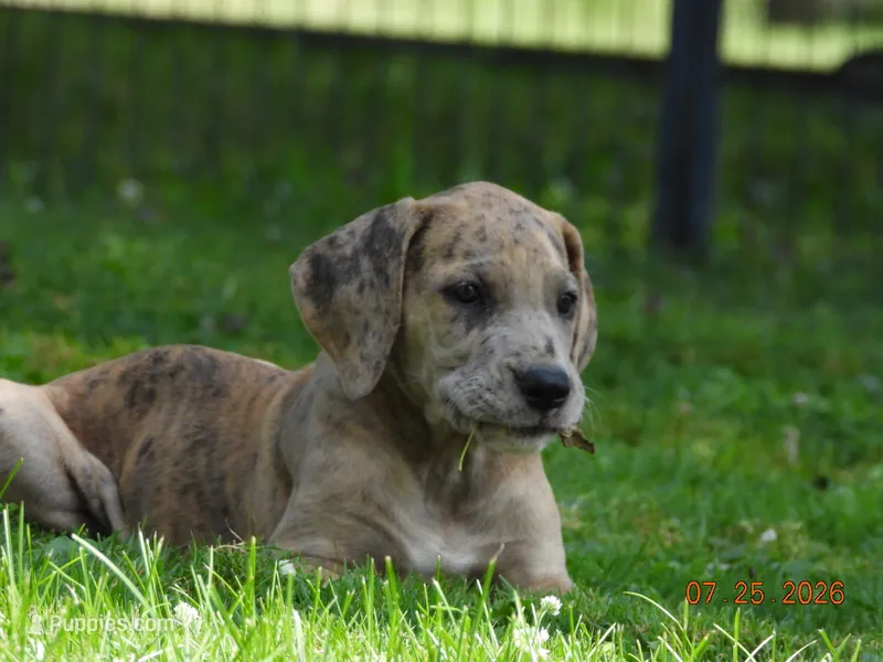 Camora – Great Dane puppy for sale in Wooster, OH