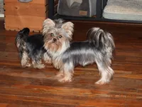 Little man, a male Yorkshire Terrier for sale in Wooster, OH – 5 of 5