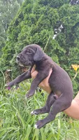 Butch, a male Great Dane for sale in Wooster, OH – 2 of 5