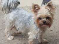 Queen, a female Yorkshire Terrier for sale in Wooster, OH – Photo 3 of 3