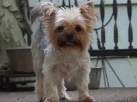 Queen, a female Yorkshire Terrier for sale in Wooster, OH – Photo 2 of 3