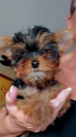 Yorkie girl 2, a female Yorkshire Terrier for sale in Wooster, OH – 4 of 7