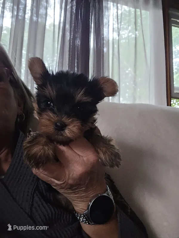 Little man – Yorkshire Terrier puppy for sale in Wooster, OH