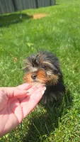 Yorkie girl 1, a female Yorkshire Terrier for sale in Wooster, OH – 6 of 6