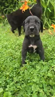 Butch, a male Great Dane for sale in Wooster, OH – 3 of 5