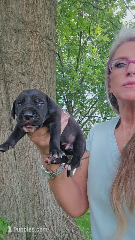 Butch – Great Dane puppy for sale in Wooster, OH