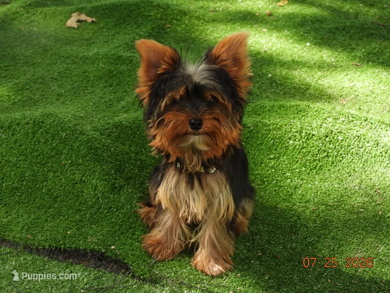 Yorkie girl 1 – Yorkshire Terrier puppy for sale in Wooster, OH