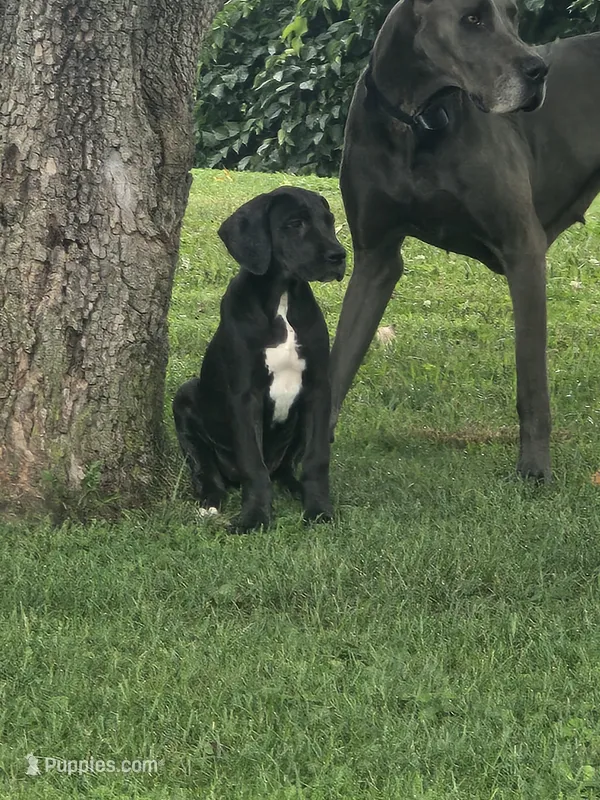 Velvet – Great Dane puppy for sale in Wooster, OH