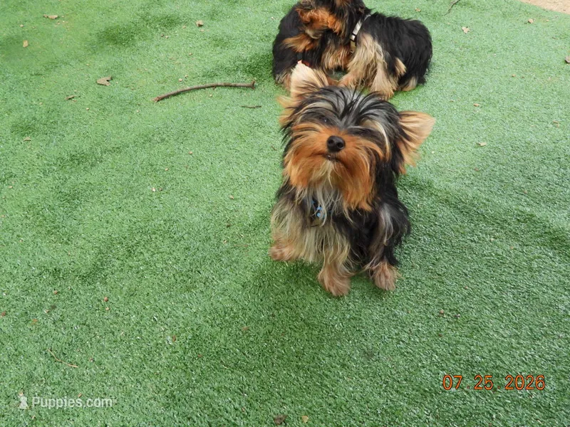 Yorkie boy 1 – Yorkshire Terrier puppy for sale in Wooster, OH