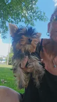 Yorkie boy 1, a male Yorkshire Terrier for sale in Wooster, OH – 2 of 4