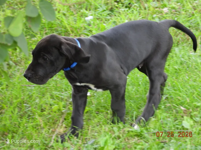 Butch – Great Dane puppy for sale in Wooster, OH