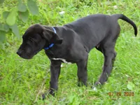 Butch, a male Great Dane for sale in Wooster, OH – 1 of 4