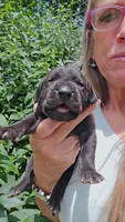 Shakira, a female Great Dane for sale in Wooster, OH – 2 of 4