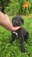 Butch, a male Great Dane for sale in Wooster, OH – 4 of 5