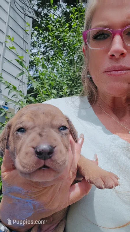 Camora – Great Dane puppy for sale in Wooster, OH