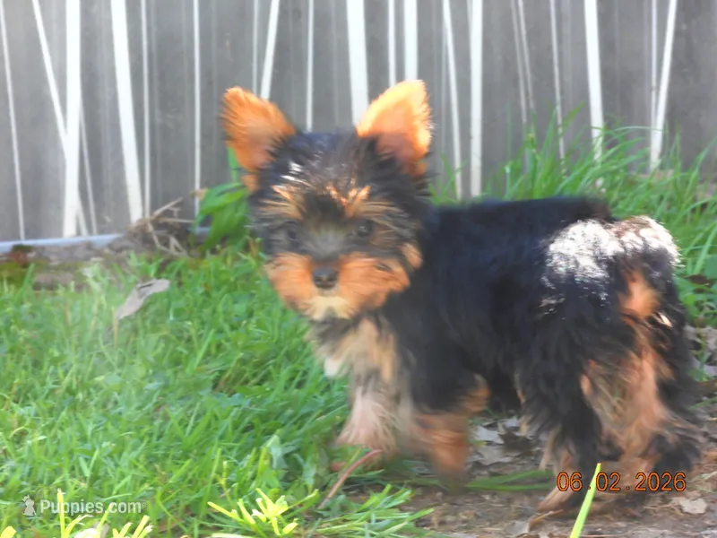 Yorkie girl 1 – Yorkshire Terrier puppy for sale in Wooster, OH
