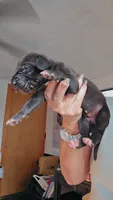 Velvet, a female Great Dane for sale in Wooster, OH – 3 of 4
