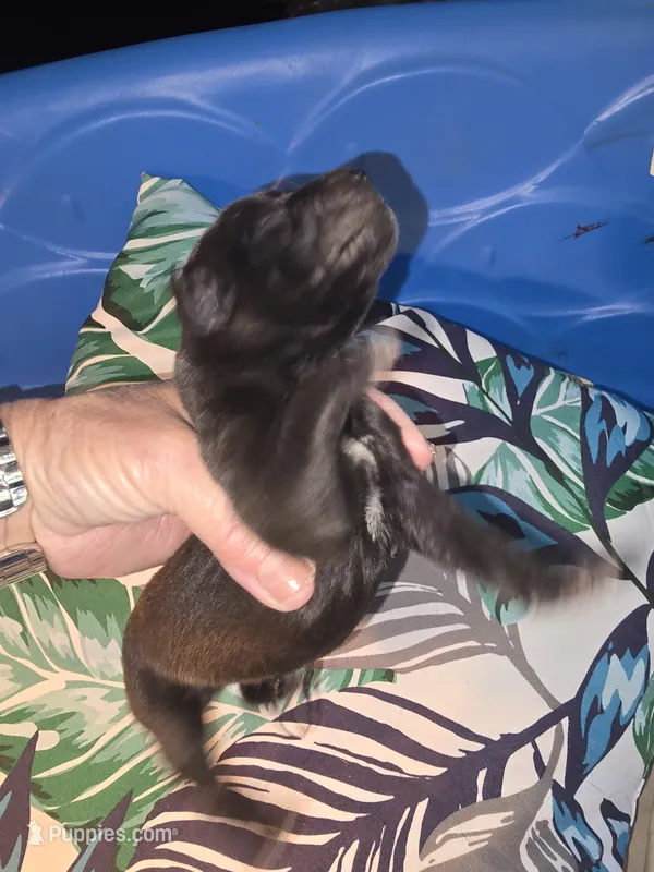 Bonda – Great Dane puppy for sale in Wooster, OH
