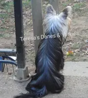 RR, a male Yorkshire Terrier for sale in Wooster, OH – Photo 7 of 7
