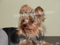 RR, a male Yorkshire Terrier for sale in Wooster, OH – Photo 2 of 7