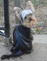 RR, a male Yorkshire Terrier for sale in Wooster, OH – Photo 1 of 7